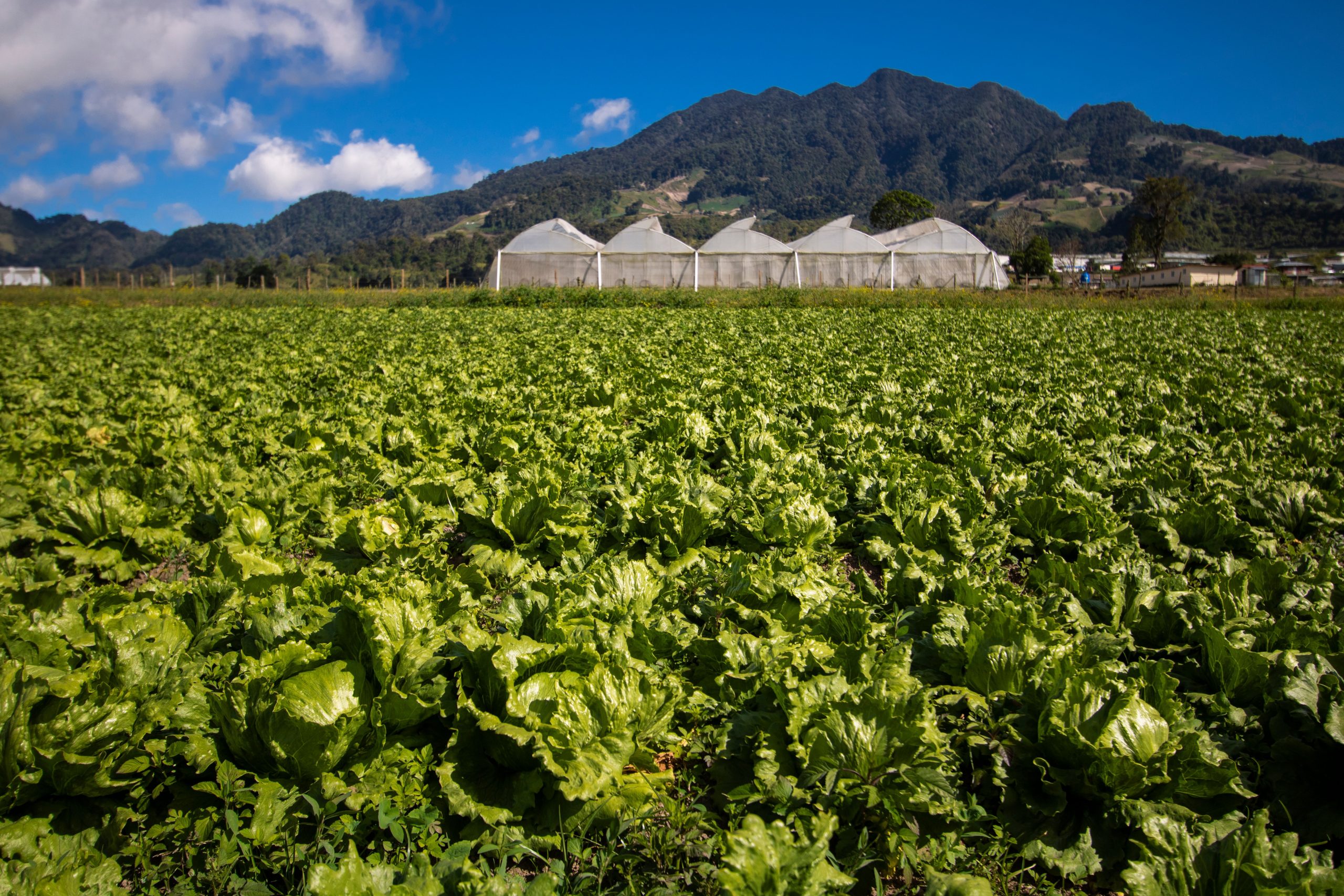 Requisitos para la actividad en el sector agrícola